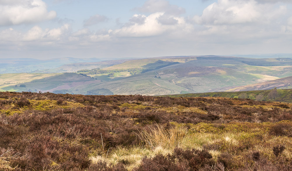 Wild Moor Wild Moor